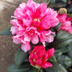 Rhododendron Yakushimanum Colibri