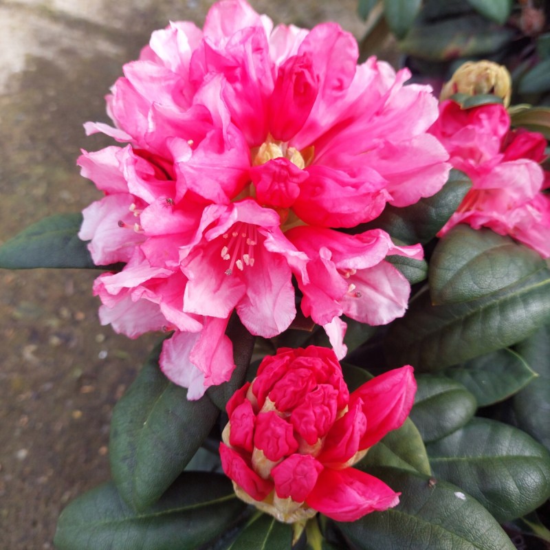 Rhododendron Yakushimanum Colibri