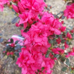 Rhododendron Rokoko - Japansk Azalea