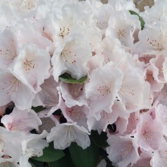 Rhododendron Yakushimanum Schneekrone