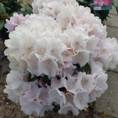 Rhododendron Yakushimanum Schneekrone