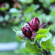 Calycanthus floridus - Kanelbusk