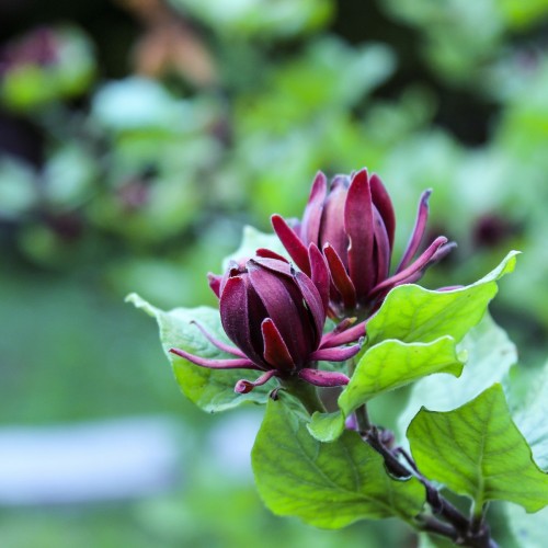 Calycanthus floridus - Kanelbusk