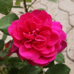 Rose Darcey Bussel - Engelsk Rose