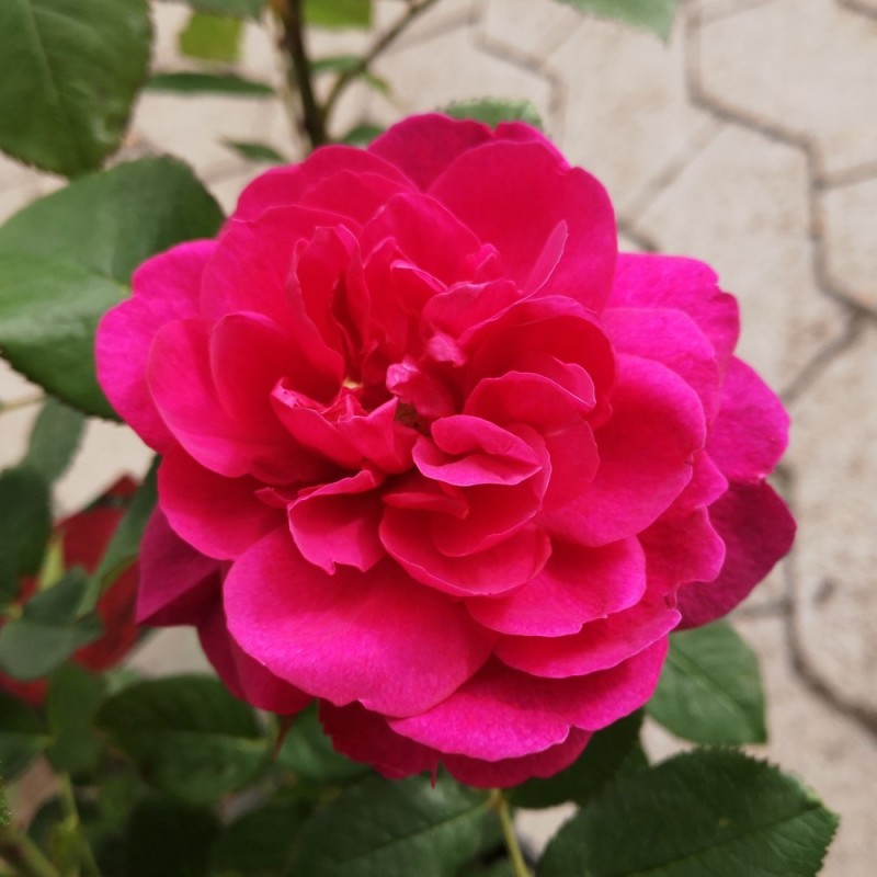 Rose Darcey Bussel - Engelsk Rose