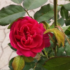 Rose Darcey Bussel - Engelsk Rose