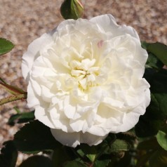 Rose Winchester Cathedral - Engelsk Rose