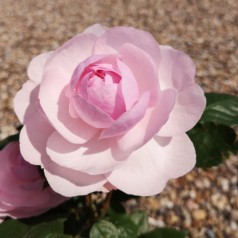 Rose Olivia - Engelsk Rose