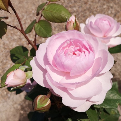 Rose Olivia - Engelsk Rose