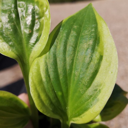 Hosta hybrid Brim Cup