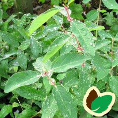 Honningbær - Majbær / Lonicera kam. Amphora