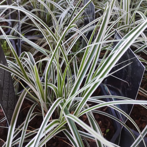 Carex oshimensis Everest - Japansk Star