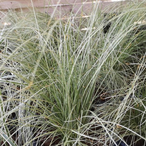 Carex comans Frosted Curls - Finstrået Star