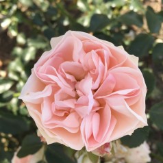 Rose How Do You Do - Buketrose