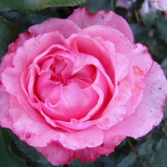 Rose I Have A Dream - Buketrose