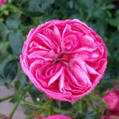 Rose Lise Nørgård - Buketrose