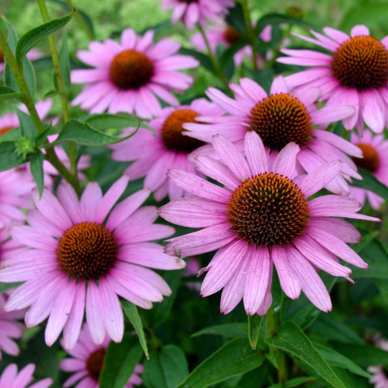 Echinacea purpurea Fountain Light Purple - Purpursolhat