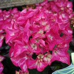 Hydrangea macrophylla Black Diamonds Red Angel Purple - Hortensia