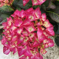 Hydrangea macrophylla Black Diamonds Red Angel Purple - Hortensia