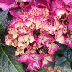 Hydrangea macrophylla Black Diamonds Red Angel Purple - Hortensia