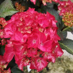 Hydrangea macrophylla Black Diamonds Red Angel - Hortensia