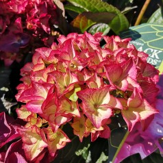 Hydrangea macrophylla Black Diamonds Red Angel - Hortensia
