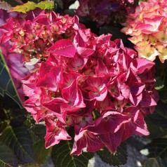 Hydrangea macrophylla Black Diamonds Red Angel - Hortensia
