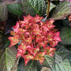 Hydrangea macrophylla Black Diamonds Red Angel - Hortensia