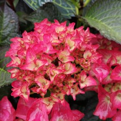 Hydrangea macrophylla Black Diamonds Red Angel - Hortensia