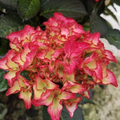 Hydrangea macrophylla Black Diamonds Red Angel - Hortensia