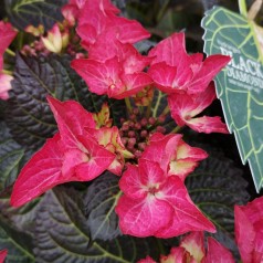 Hydrangea macrophylla Black Diamonds Teller Dark Angel Red - Hortensia