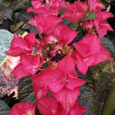 Hydrangea macrophylla Black Diamonds Teller Dark Angel Red - Hortensia