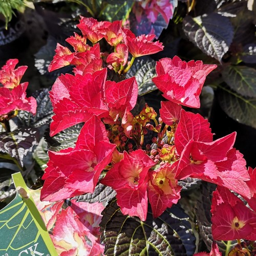 Hydrangea macrophylla Black Diamonds Teller Dark Angel Red - Hortensia