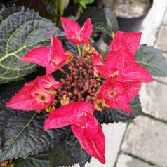 Hydrangea macrophylla Black Diamonds Teller Dark Angel Red - Hortensia