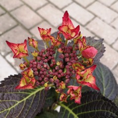 Hydrangea macrophylla Black Diamonds Teller Dark Angel Red - Hortensia