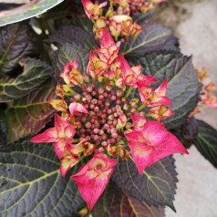 Hydrangea macrophylla Black Diamonds Teller Dark Angel Red - Hortensia