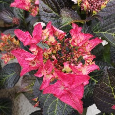 Hydrangea macrophylla Black Diamonds Teller Dark Angel Red - Hortensia