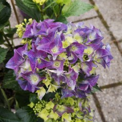 Hydrangea macrophylla Forever and Ever Blue - Havehortensia