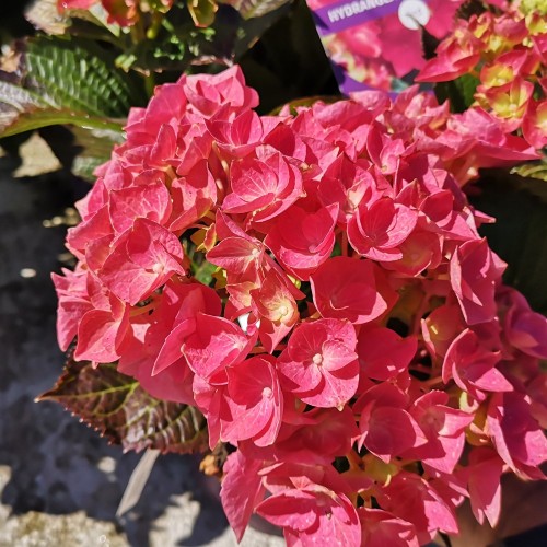 Hydrangea macrophylla Forever and Ever Rød - Havehortensia