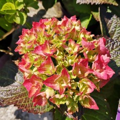 Hydrangea macrophylla Forever and Ever Rød - Havehortensia