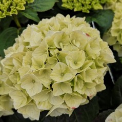 Hydrangea macrophylla Forever and Ever White - Havehortensia
