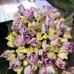 Hydrangea macrophylla Magical Revolution Blå / Hortensia