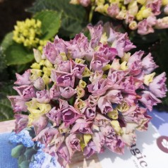 Hydrangea macrophylla Magical Revolution Blå / Hortensia