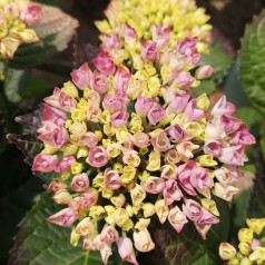 Hydrangea macrophylla Magical Revolution Blå / Hortensia
