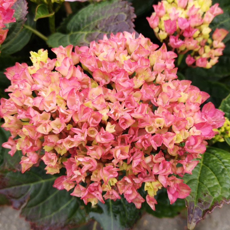 Hydrangea macrophylla Magical Revolution Pink / Hortensia
