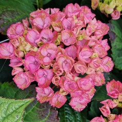 Hydrangea macrophylla Magical Revolution Pink / Hortensia