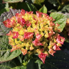 Hydrangea macrophylla Magical Revolution Pink / Hortensia