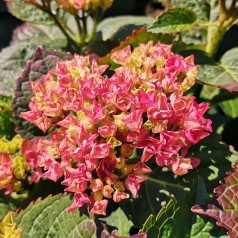 Hydrangea macrophylla Magical Revolution Pink / Hortensia
