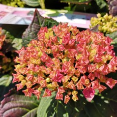 Hydrangea macrophylla Magical Revolution Pink / Hortensia