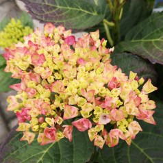 Hydrangea macrophylla Magical Revolution Pink / Hortensia